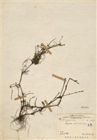 藏品(春蓼)的圖片